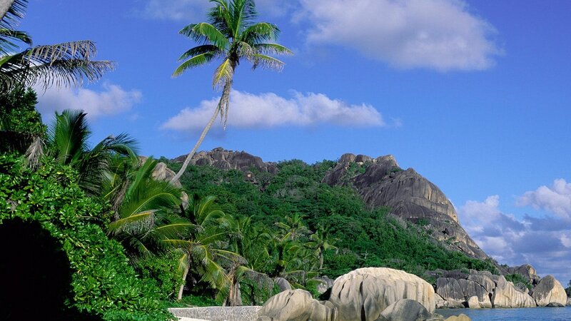 tropical island with palm trees