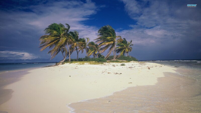 tropical island with palm trees