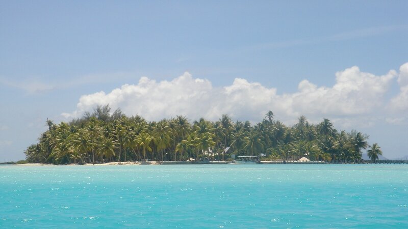 tropical island with palm trees