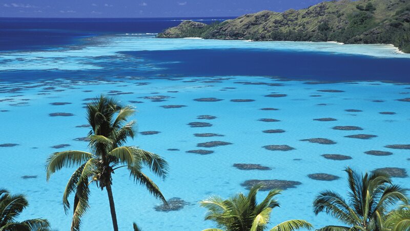 tropical island with palm trees