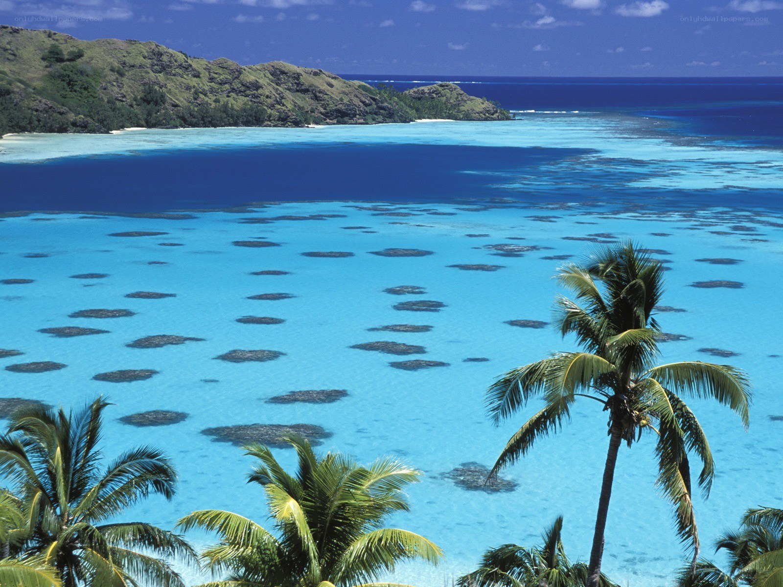 tropical island with palm trees