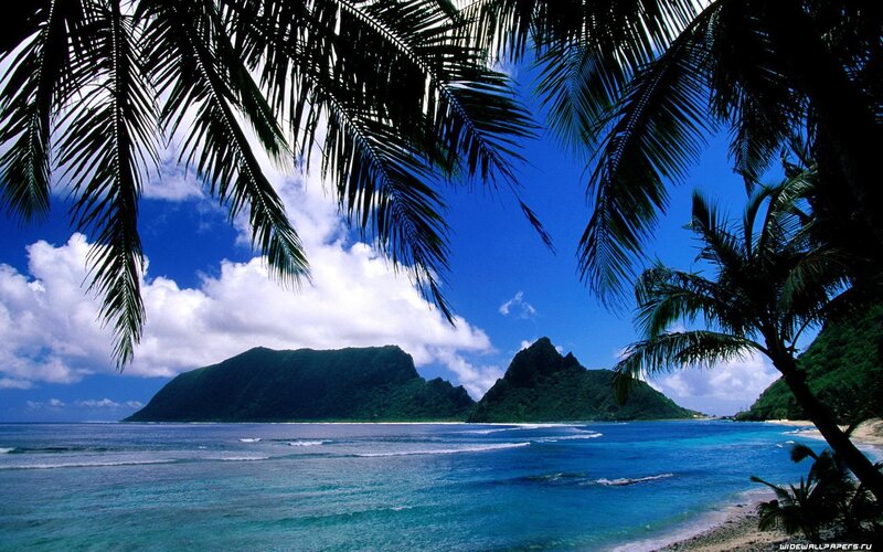 tropical island with palm trees