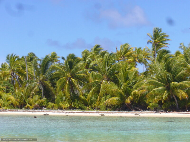 tropical island with palm trees