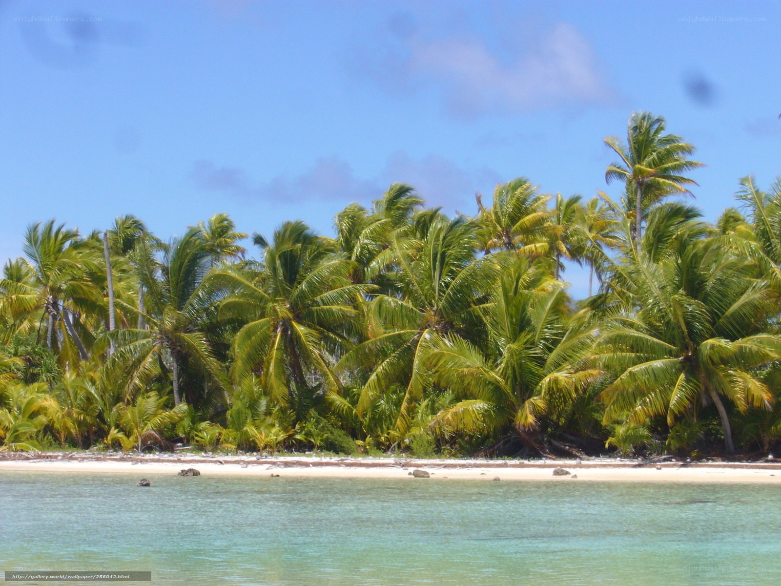 tropical island with palm trees
