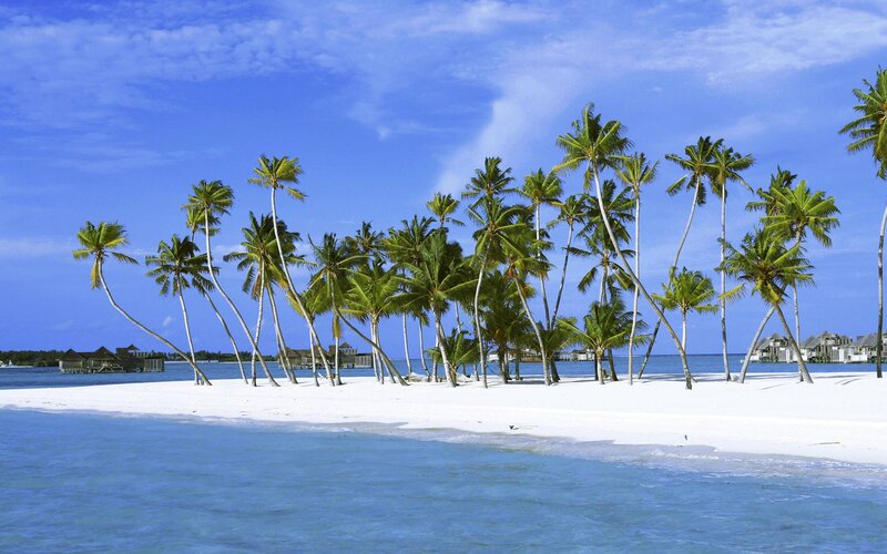 tropical island with palm trees