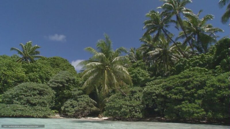 tropical island with palm trees