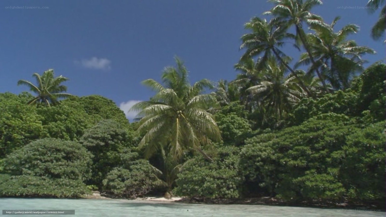 tropical island with palm trees