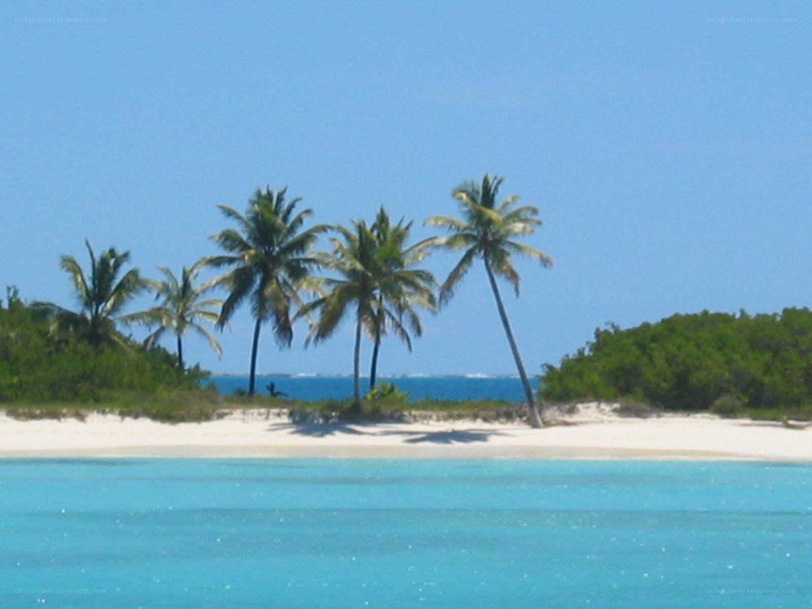 tropical island with palm trees