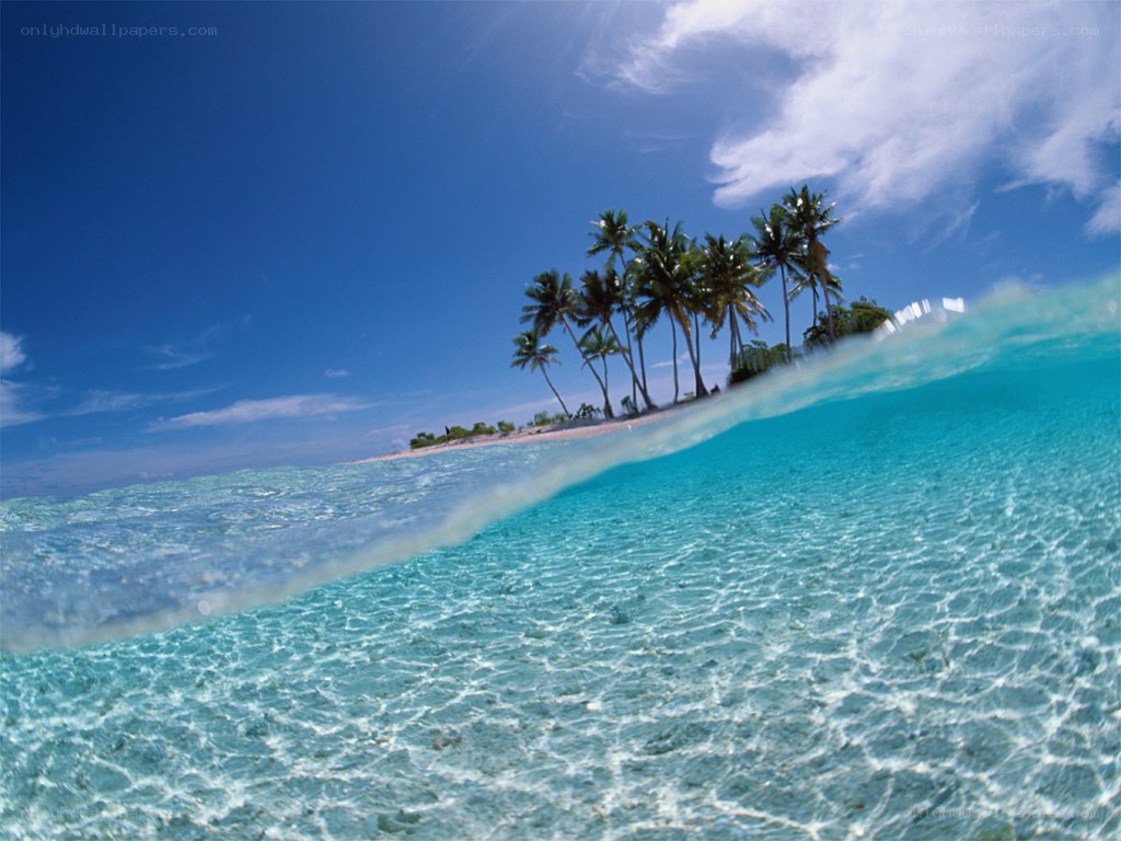 tropical island with palm trees