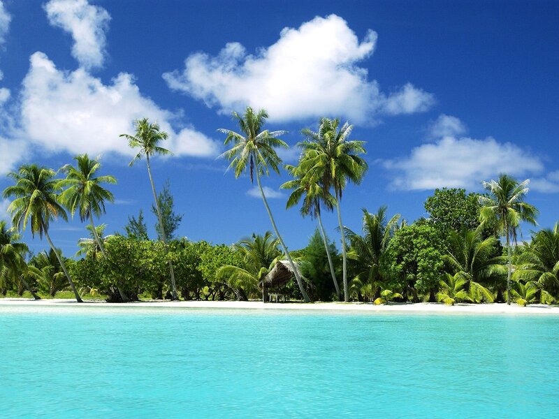 Tropical island with palm trees