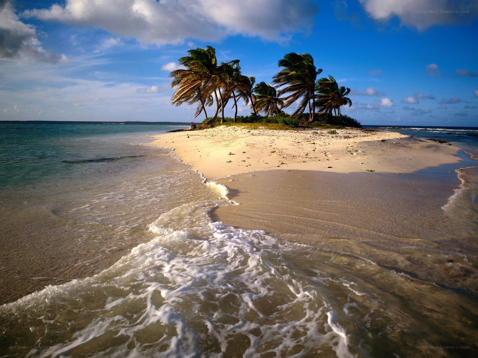 Tropical island with palm trees