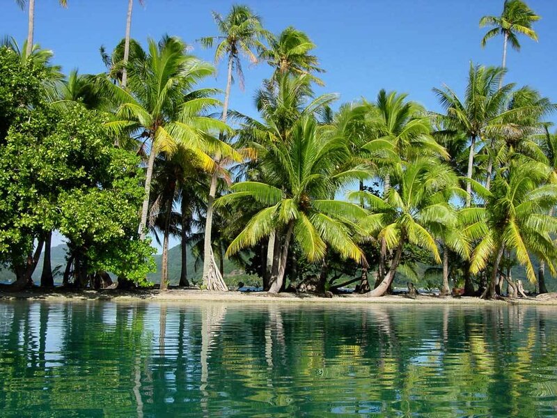 tropical island with palm trees