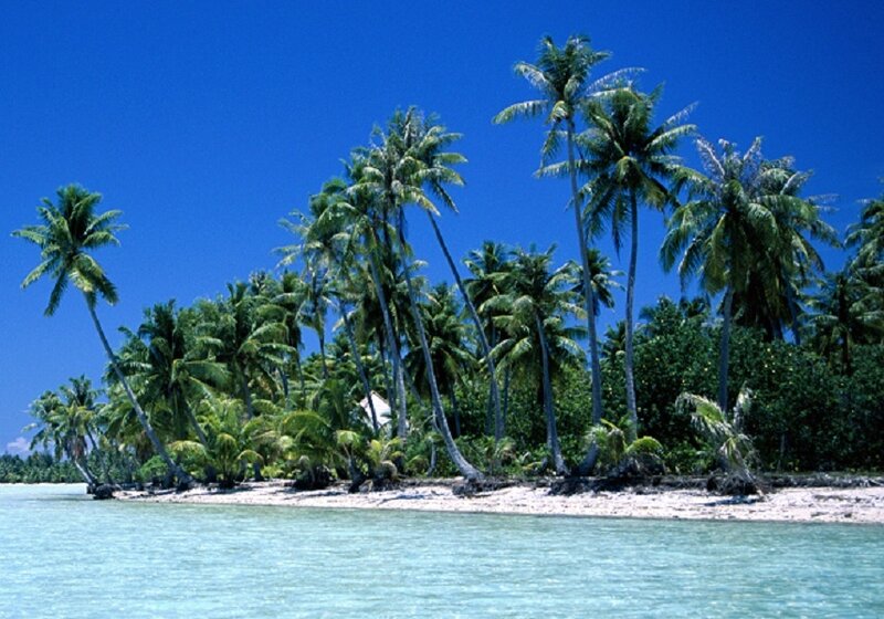 tropical island with palm trees
