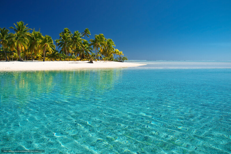 tropical island with palm trees