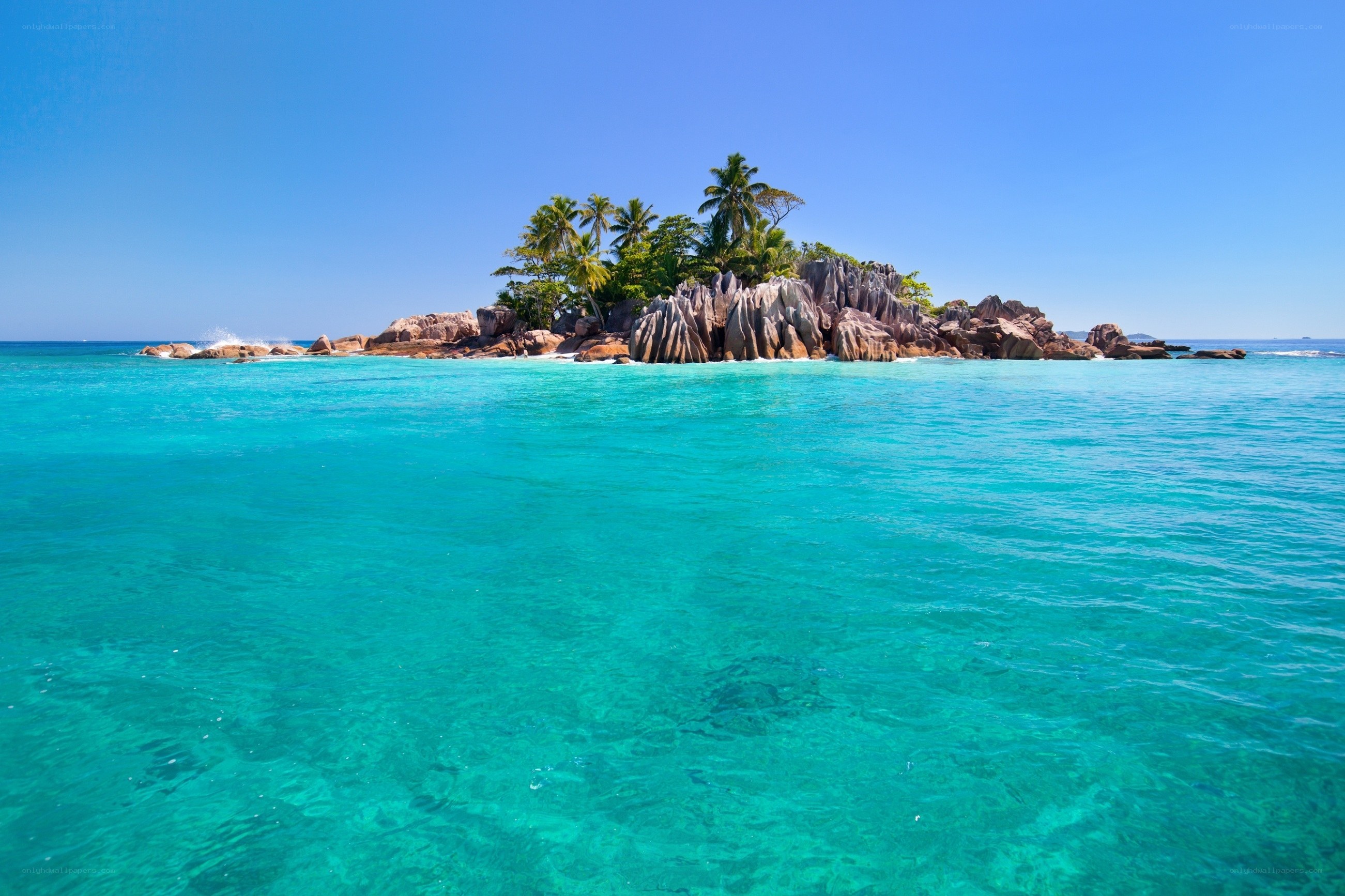 tropical island with palm trees
