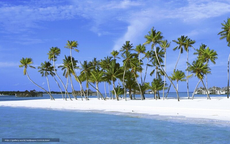 tropical island with palm trees