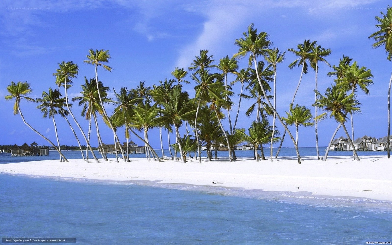 tropical island with palm trees