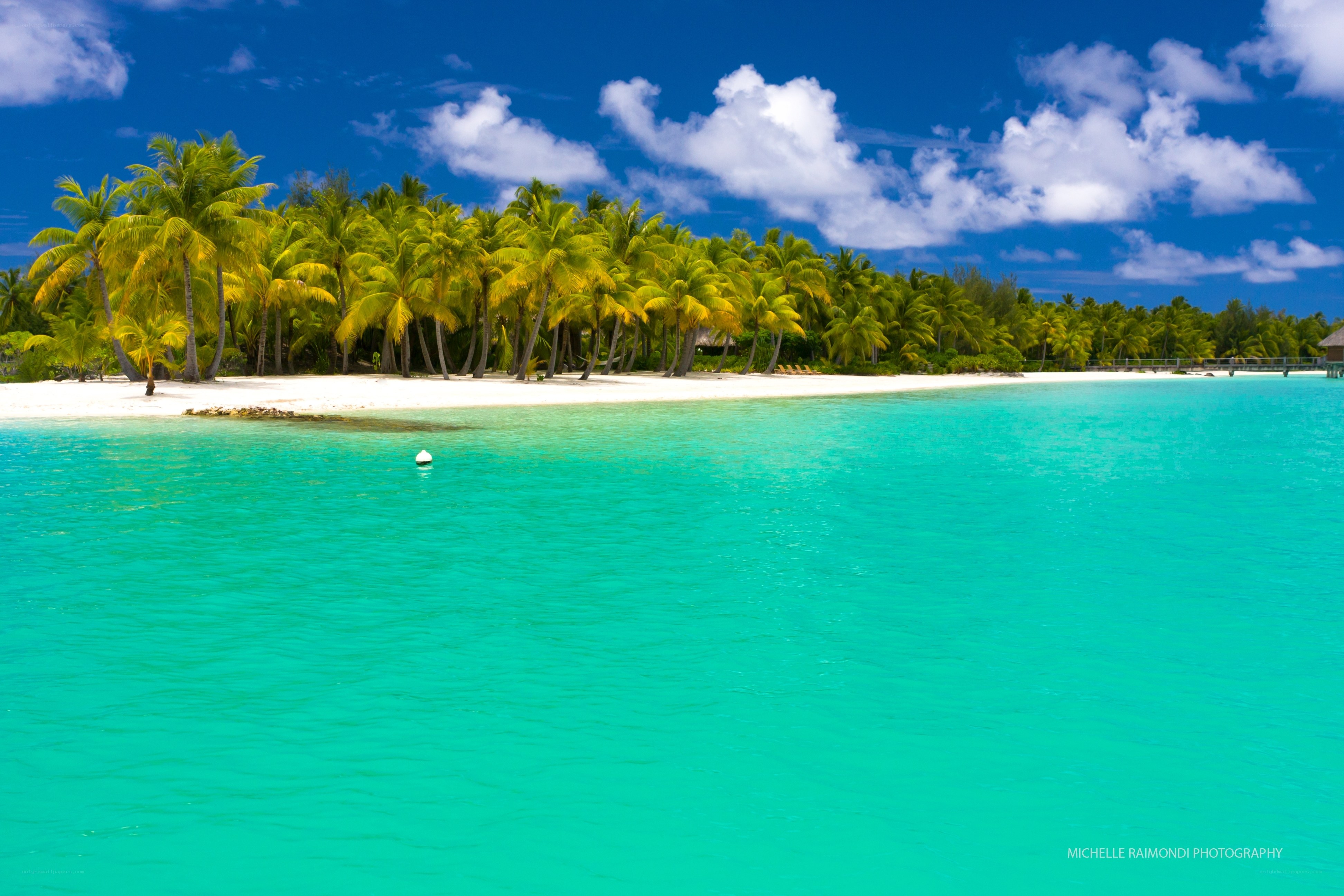 tropical island with palm trees
