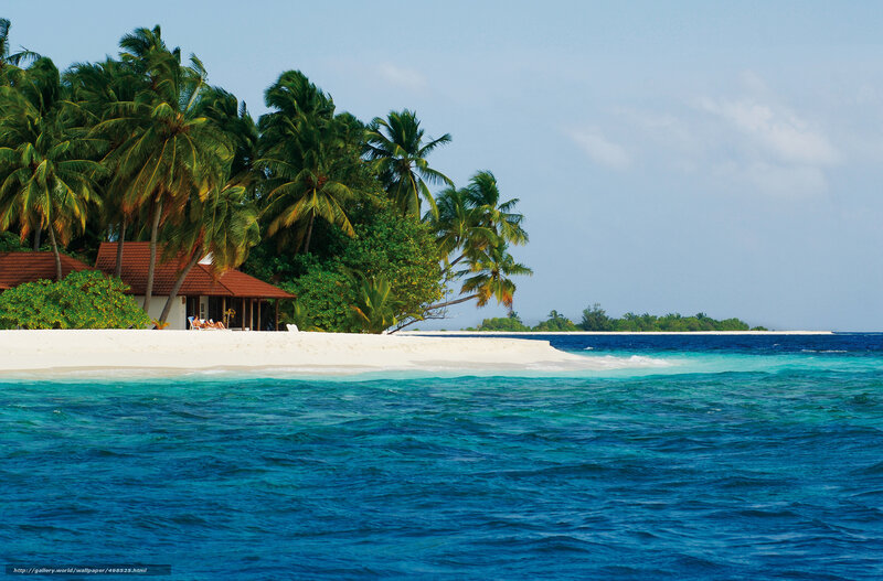 tropical island with palm trees