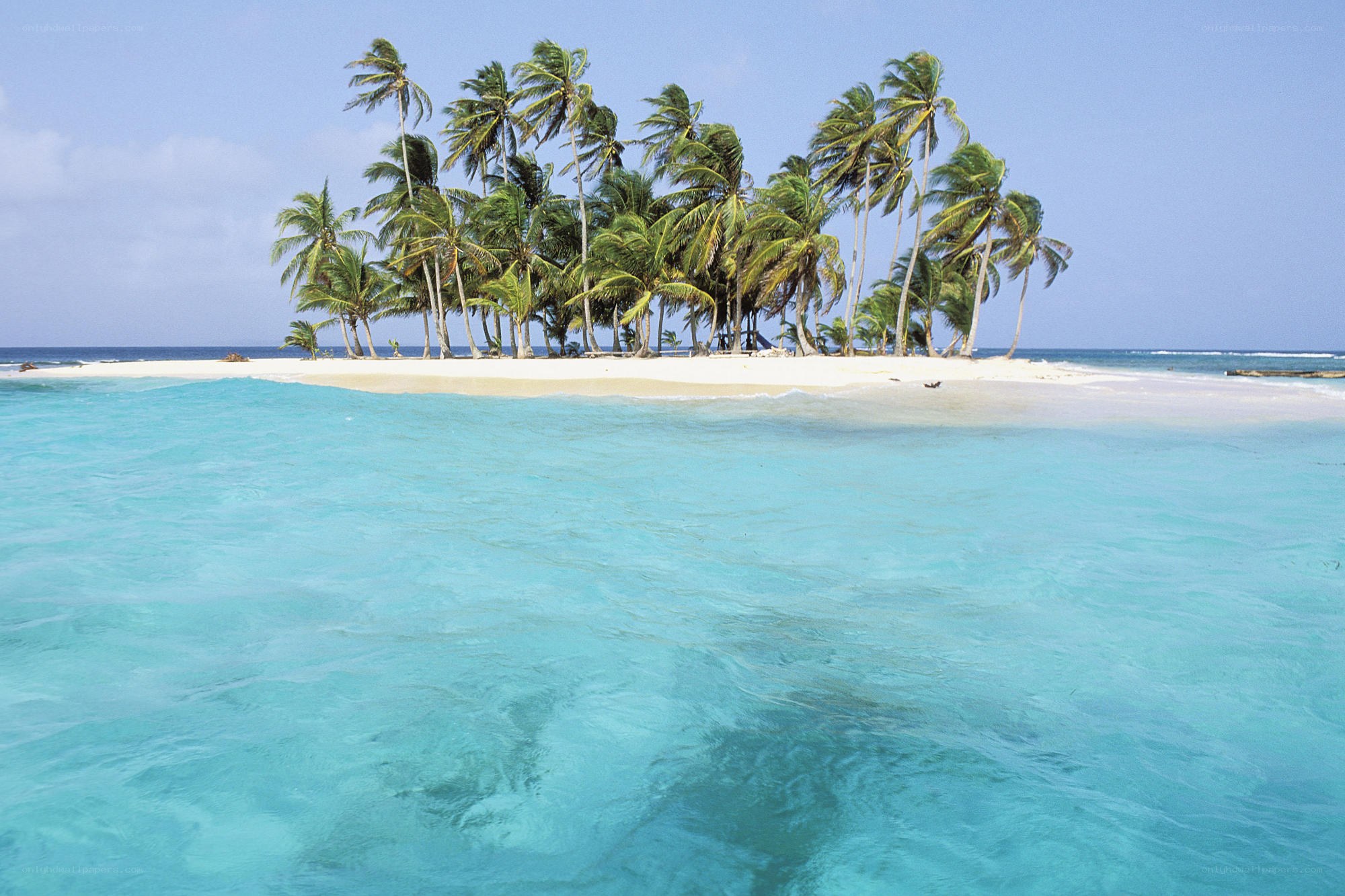 tropical island with palm trees