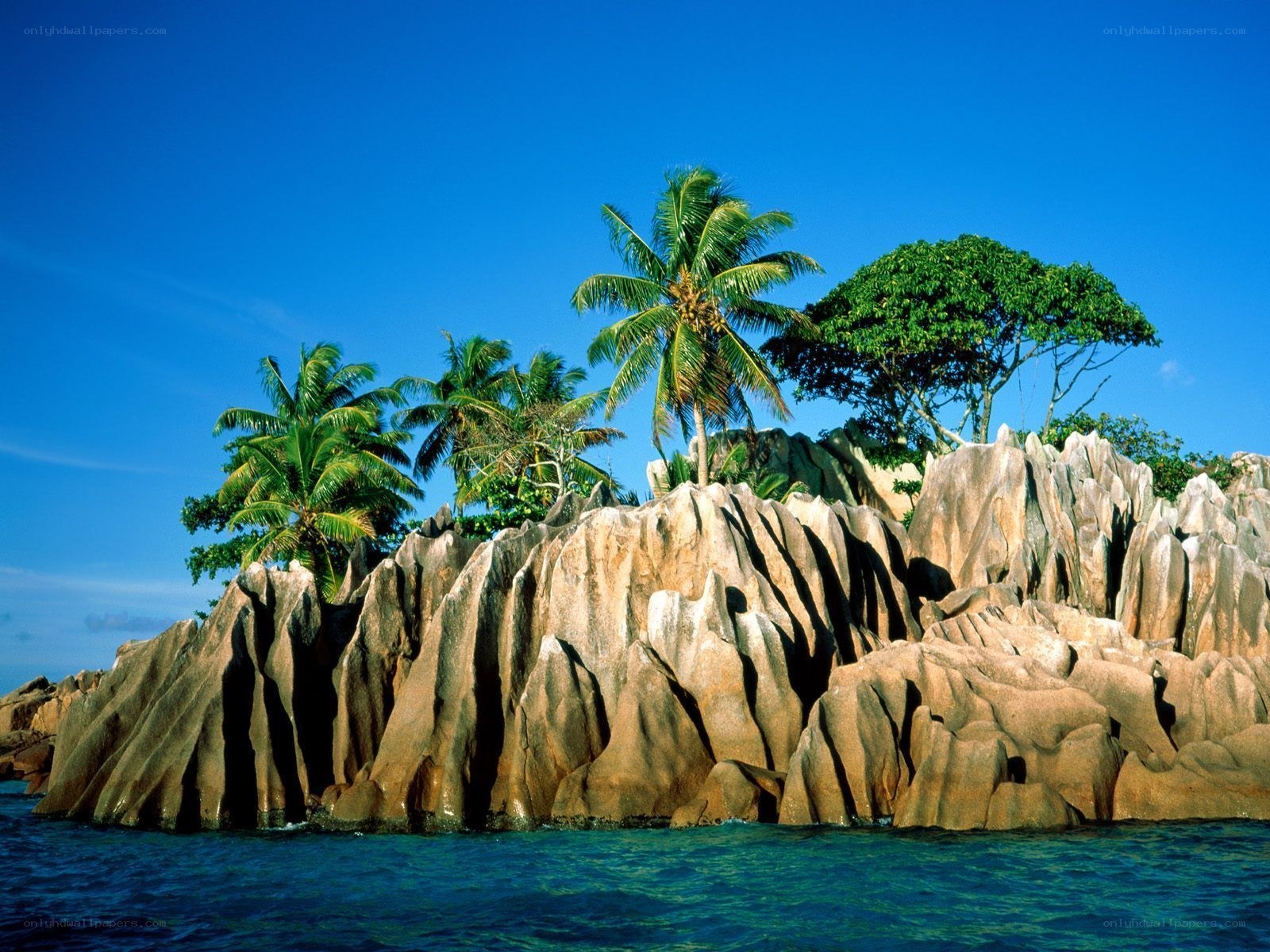 tropical island with palm trees