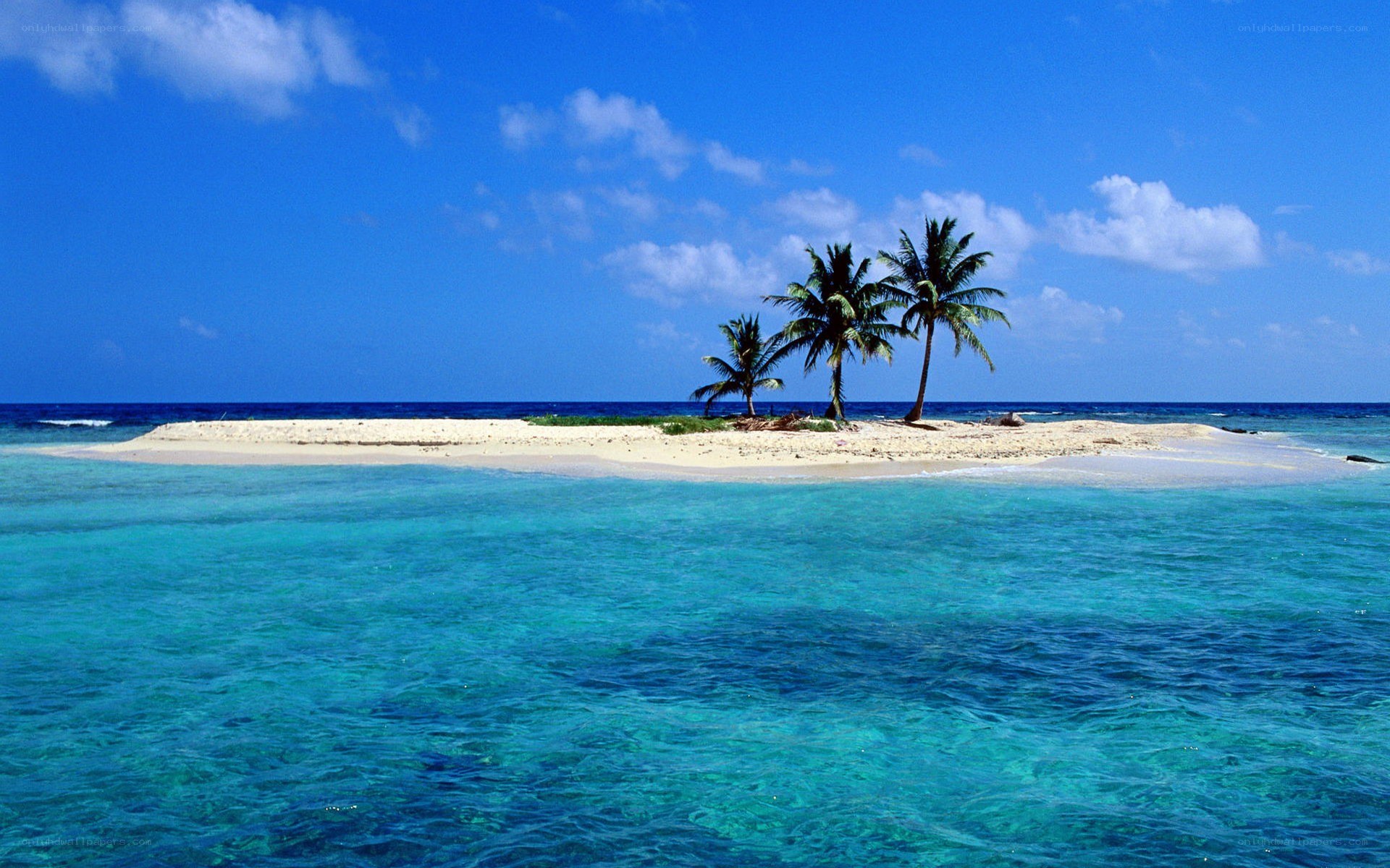 tropical island with palm trees