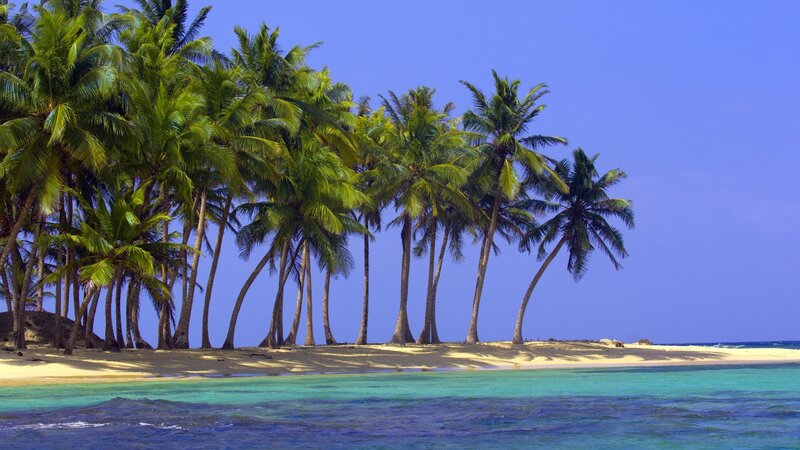 tropical island with palm trees