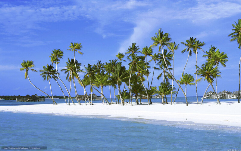 tropical island with palm trees
