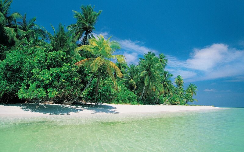 tropical island with palm trees
