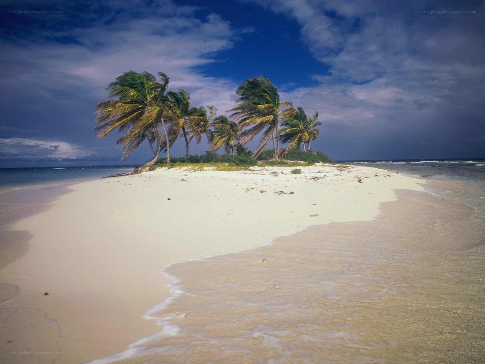 tropical island with palm trees