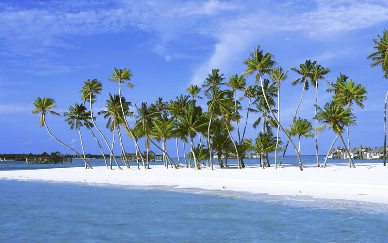 tropical island with palm trees