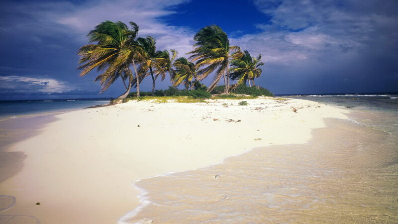 tropical island with palm trees