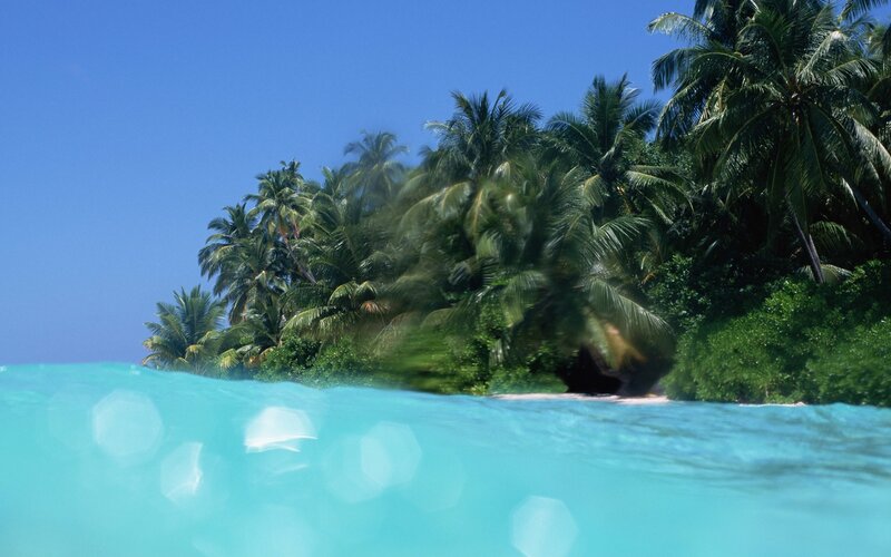 tropical island with palm trees