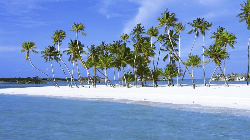tropical island with palm trees