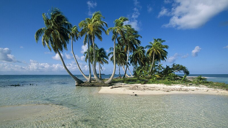 tropical island with palm trees