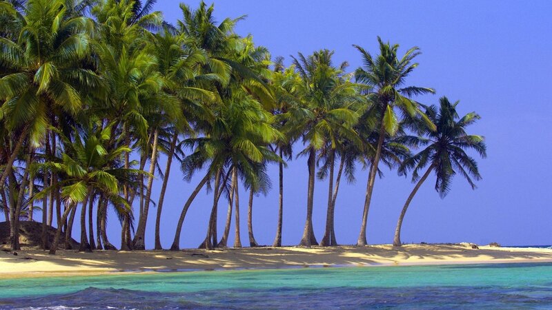 tropical island with palm trees