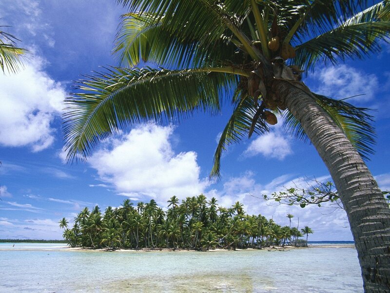 Tropical Island with Palm Trees — Blue, Serene, Afternoon, Photograph, Palm Tree
