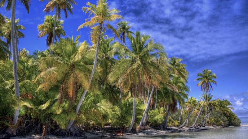 Tropical Island with Palm Trees — Blue, Serene, Afternoon, Photograph, Palm Trees, Beach