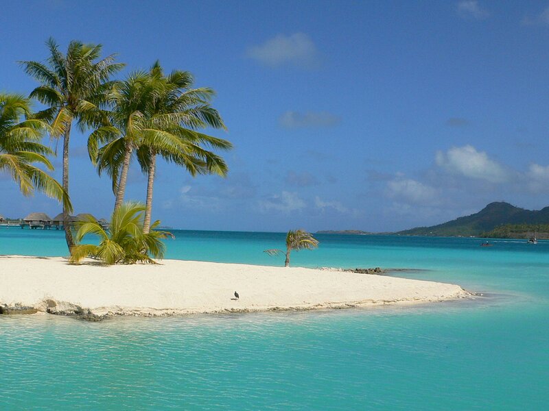 Tropical Island with Palm Trees — Blue, Serene, Afternoon, Photograph, Palm Trees, Ocean, Bird