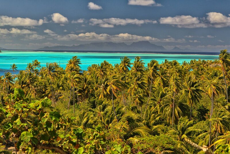Tropical Island with Palm Trees — Green, Serene