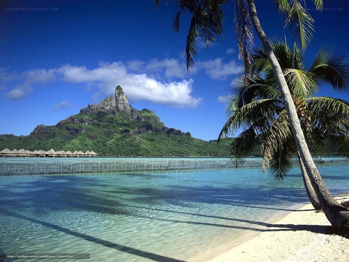 tropical island with palm trees