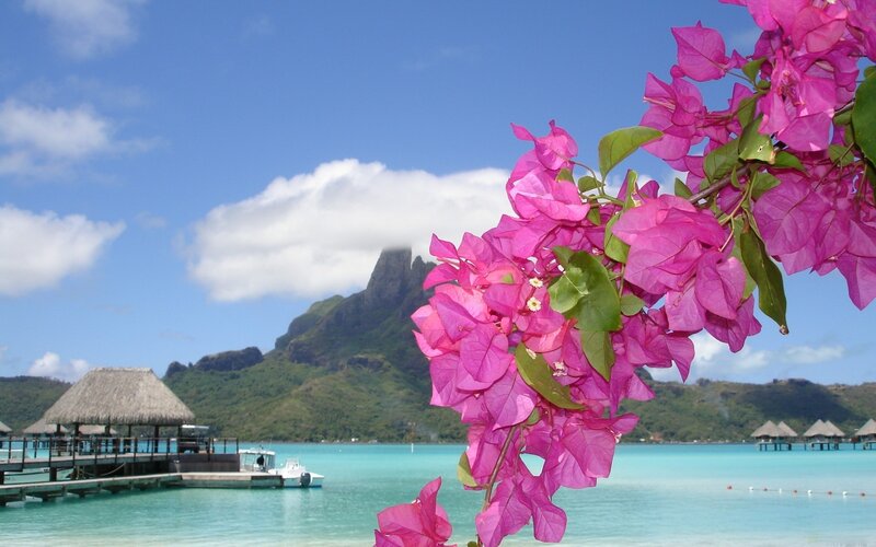 Tropical island with pink flowers