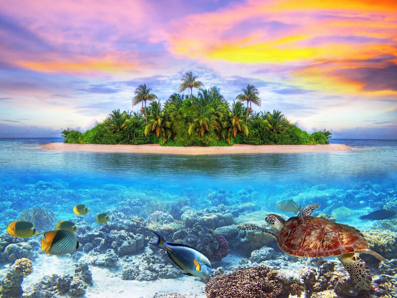 Tropical Island with Sea Life
