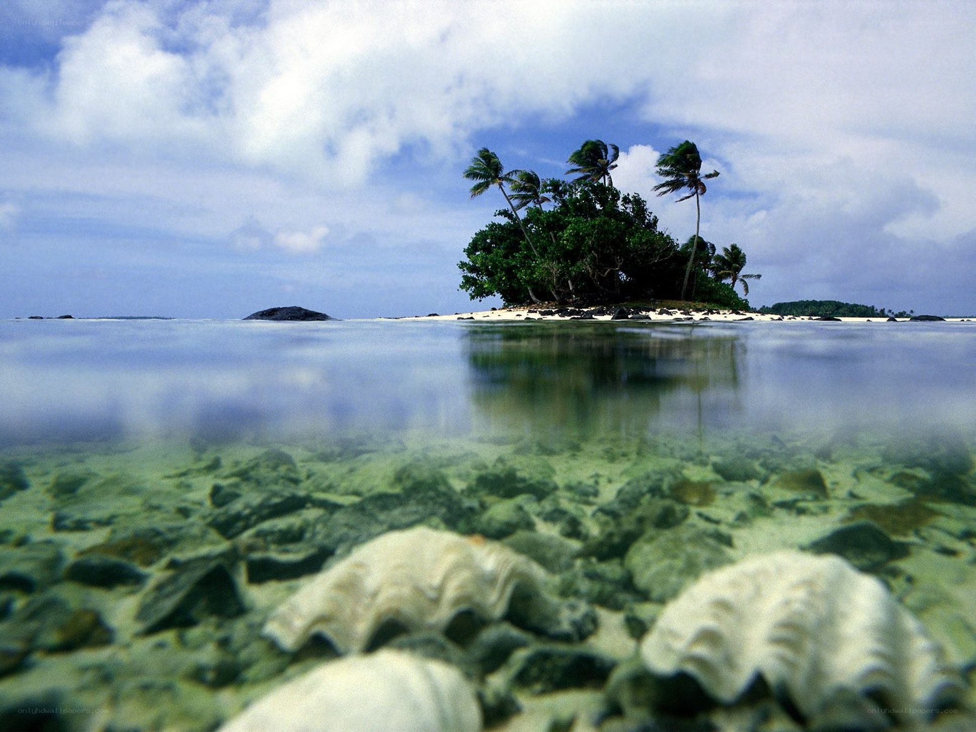 tropical island with seashells