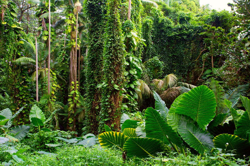 Tropical Jungle Foliage
