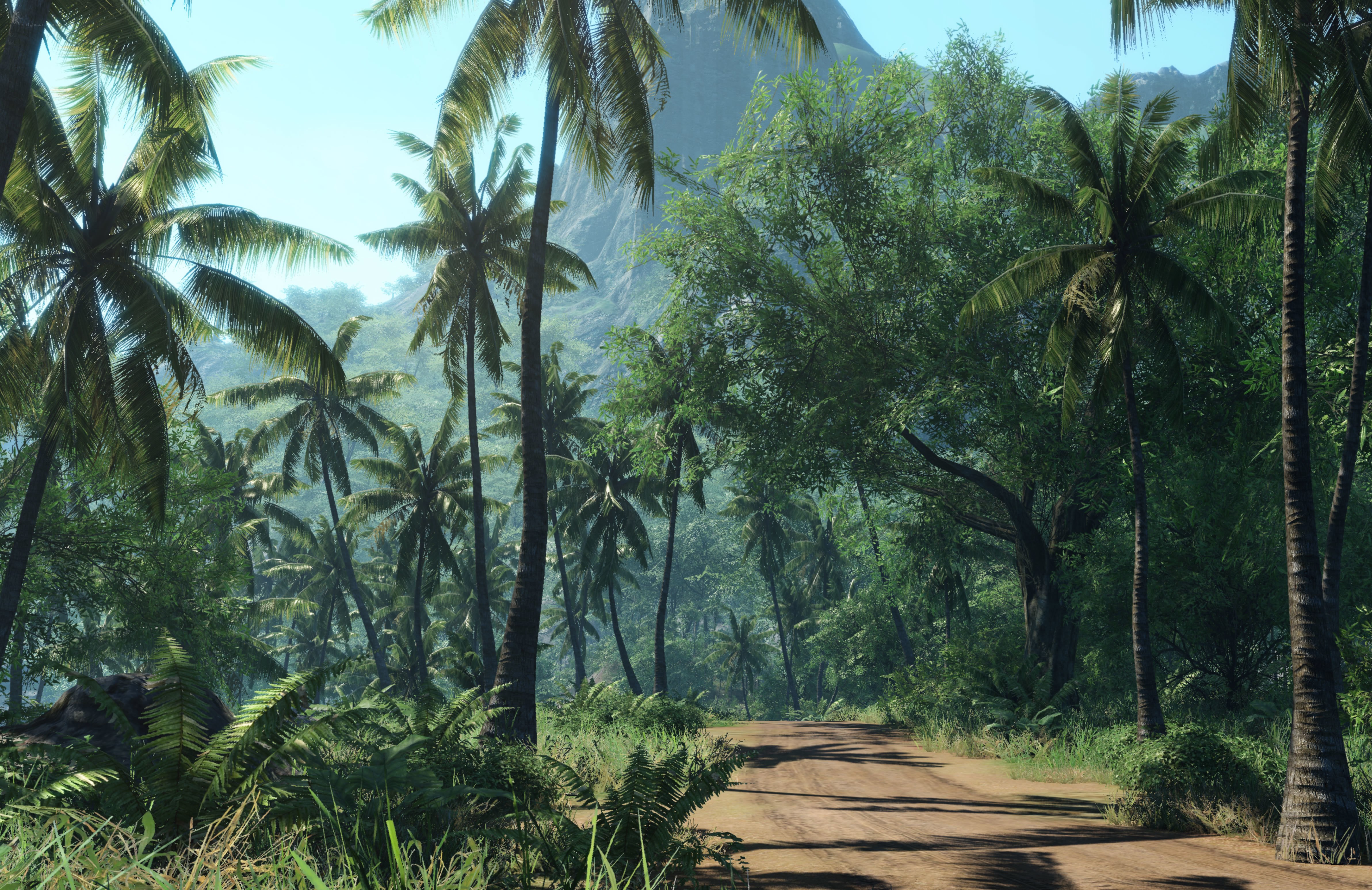tropical jungle path