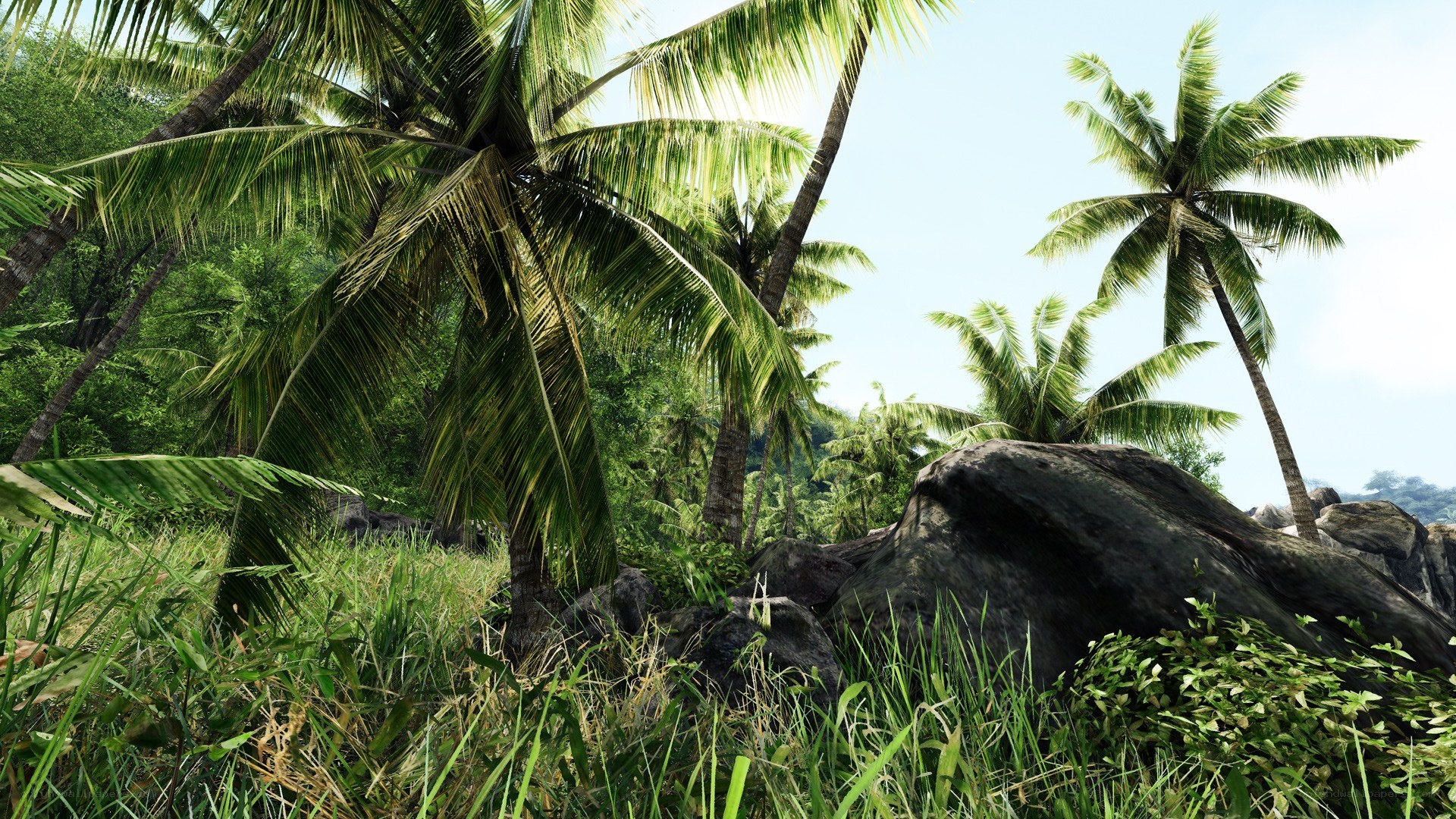 tropical jungle with palm trees