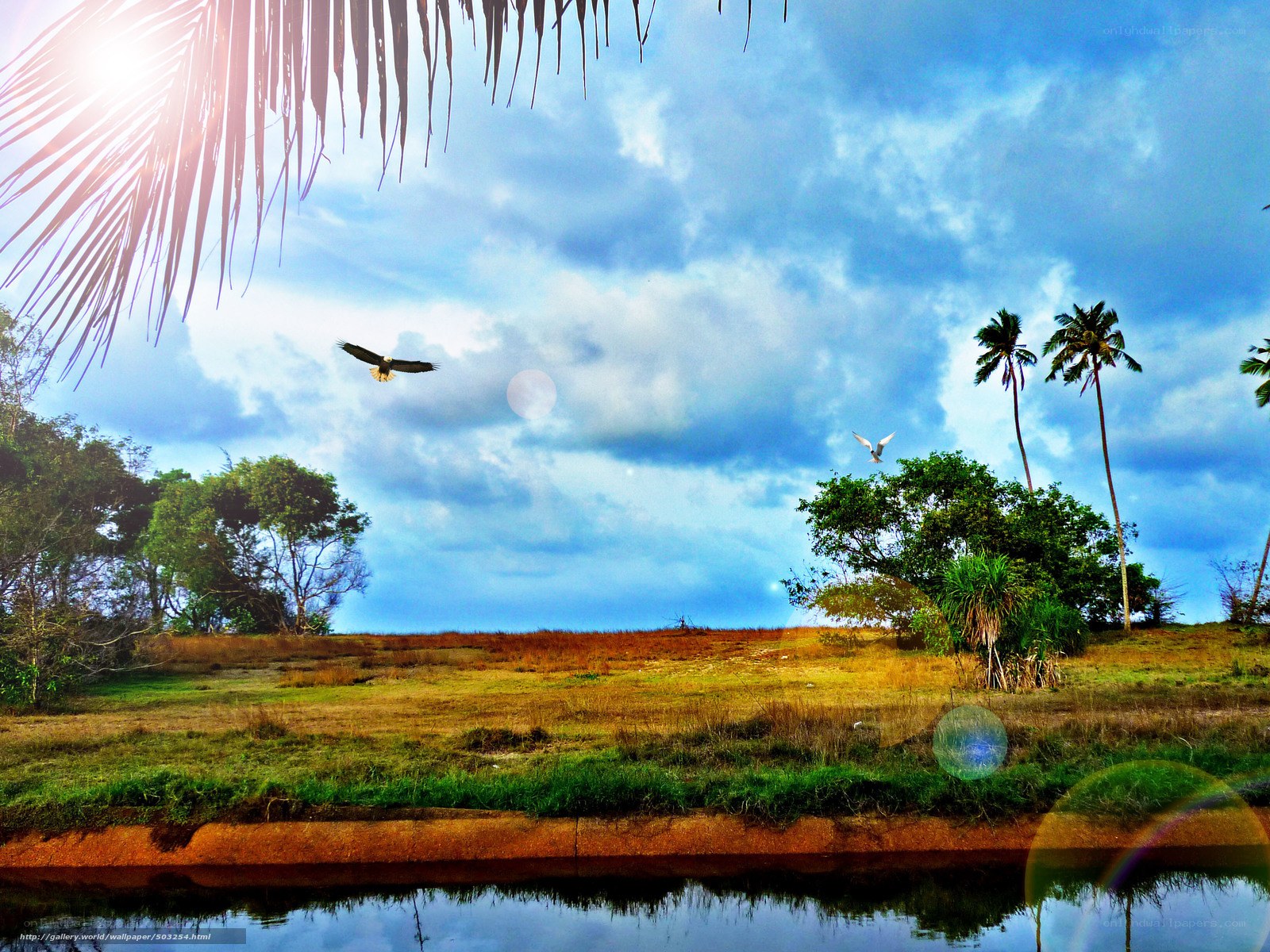 Tropical landscape with birds