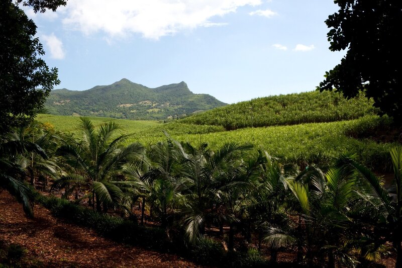 tropical landscape with mountains