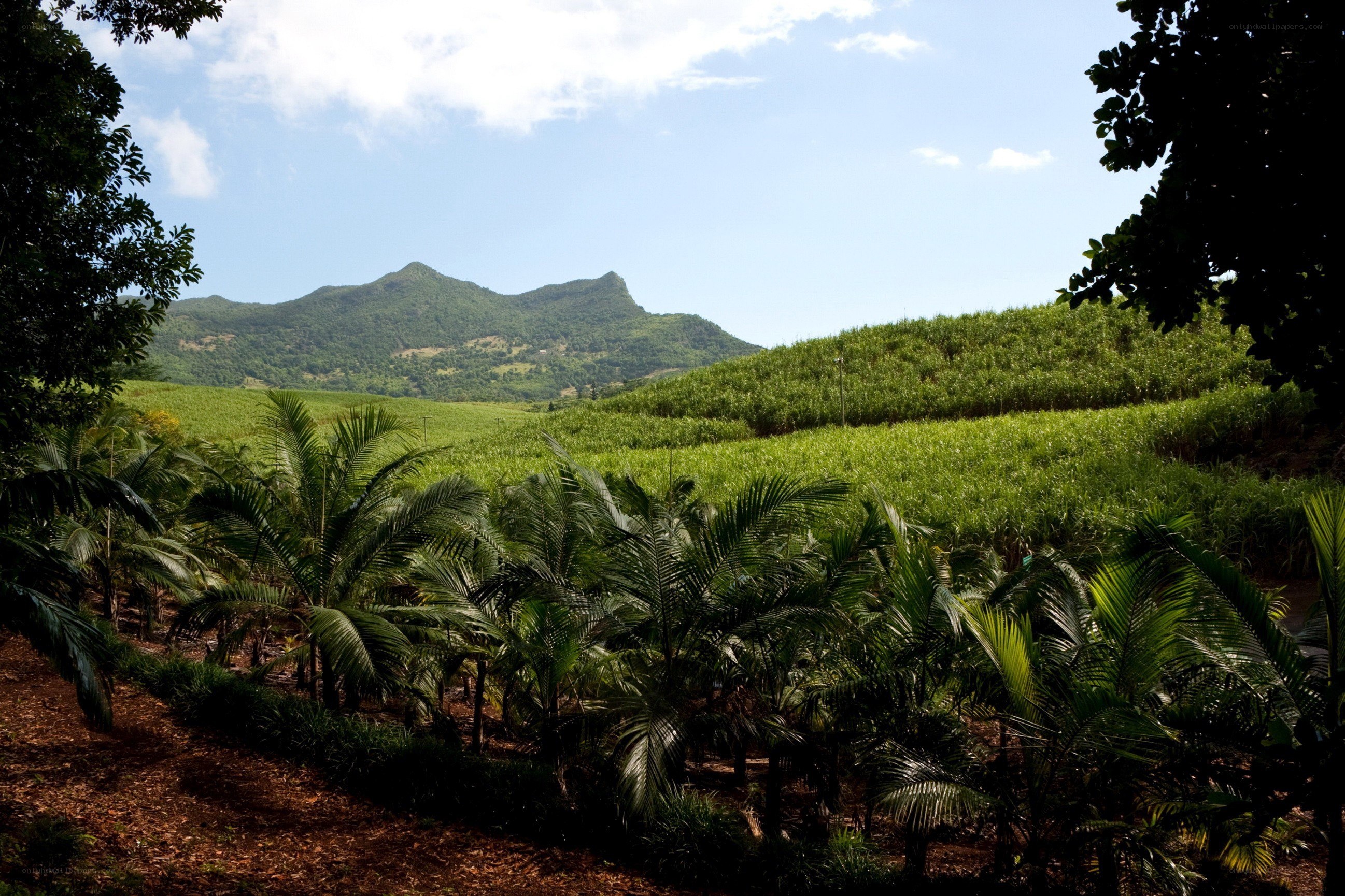tropical landscape with mountains